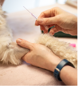 Skinner Animal Clinic - Pet Emergencies